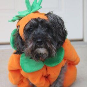 Pumpkin Costume for Dog - Medium